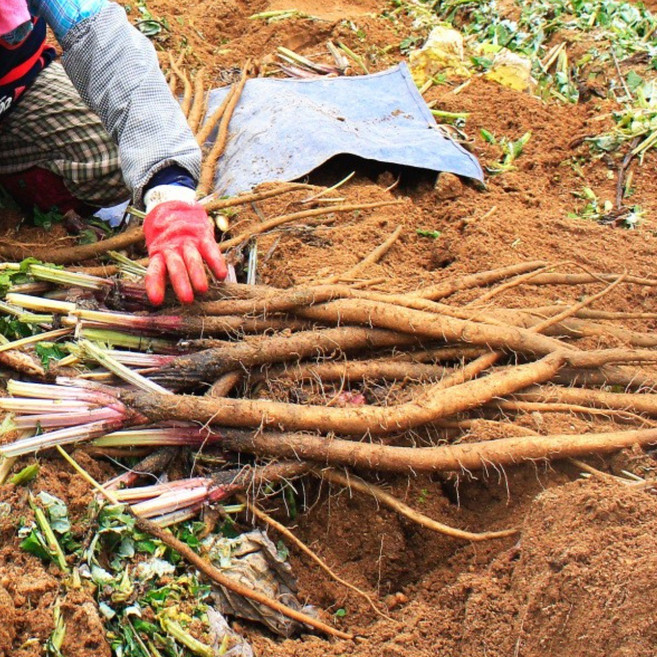 안동우엉 국내산 우엉 산지직송, 1개, 우엉 [알뜰] 2kg (짧고굵음/차용)