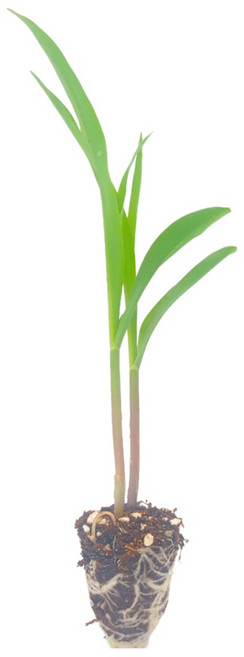 [파머씨드] 옥수수 모종 15개 백찰 대학찰 찰옥수수 미백 흰찰옥수수, 백찰옥수수 15개