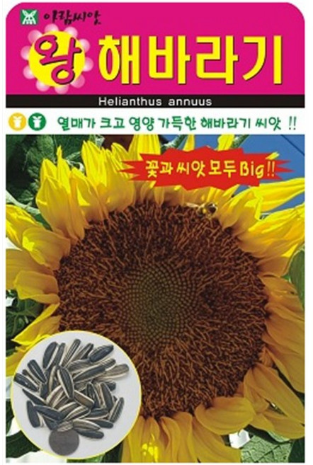 아람종묘 왕해바라기 꽃 씨앗 10립, 4개