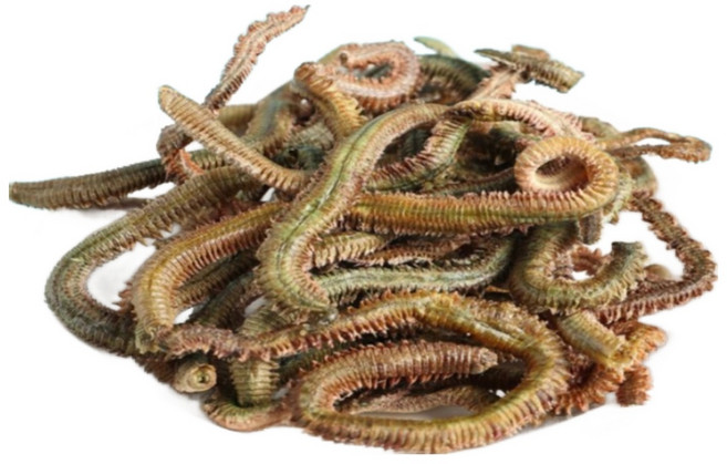 갯지렁이 동결건조10g 청개비 낚시미끼 건조청개비 낚시꿀템 간편 소포장, 1개, 10g