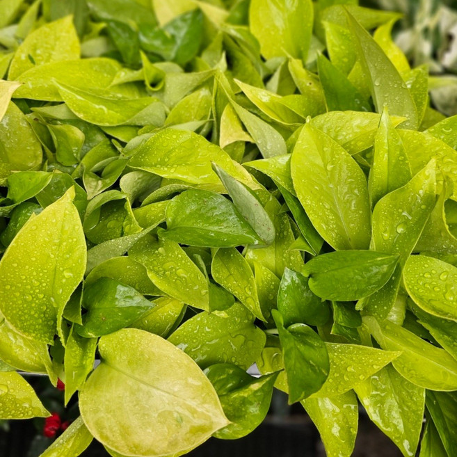 무배특가 원플원 2개발송 플랜츠펙토리 형광스킨답서스 소품 반려식물 공기정화식물 15-30cm 39, 1개