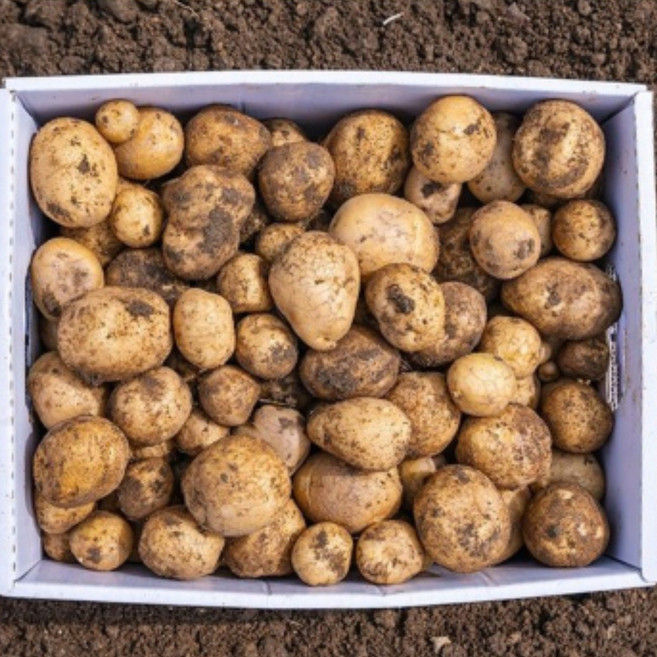 햇 수미감자 알감자 조림감자 분나는 포슬 감자 3kg 5kg 10kg, 왕특 3kg, 1박스