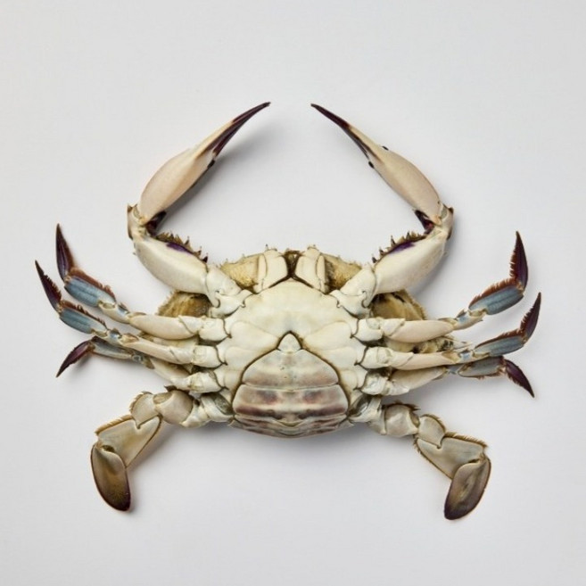 꽃게 연평도 급냉 알배기 봄 암꽃게 1KG, 1개, 3.알배기 봄 암꽃게 중중 4-5미