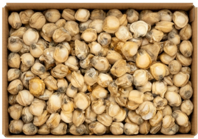 자숙 가리비살 대용량 벌크 냉동 순살 손질 가리비, 1박스, 10kg