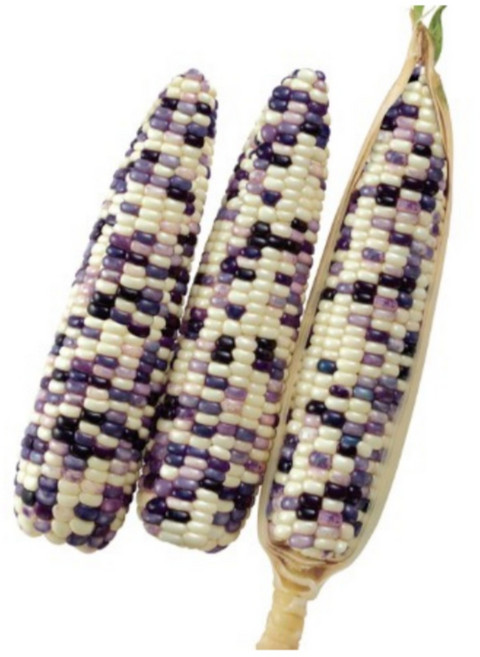 씨드림몰 점백이 얼룩찰 옥수수 종자 텃밭 씨앗 100립, 2개