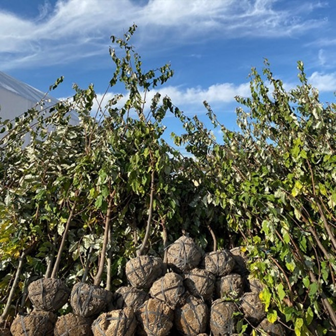 왕 보리수나무 묘목 3년생 결실주 과실수, 1개