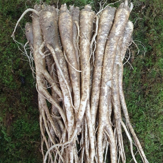 청청청 횡성도라지농가 도라지 특품 1kg, 1개