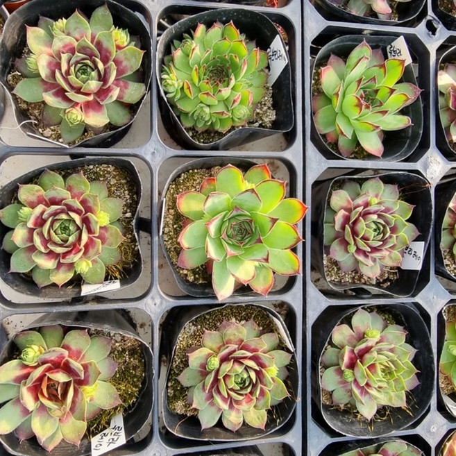 루브라레이 바위솔