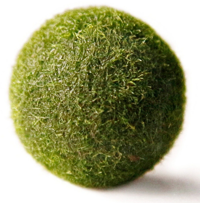 세남자바스켓 수경식물 국산 마리모 단품, 1개