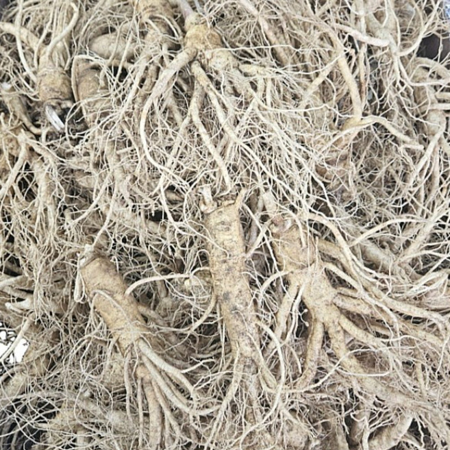 풍기인삼 가정용 수삼 못생겨도 약되는 난발 파삼 600그램 세척/무세척 풍기수삼, 홍삼다림용 난발수삼 600g(12~16뿌리), 1개