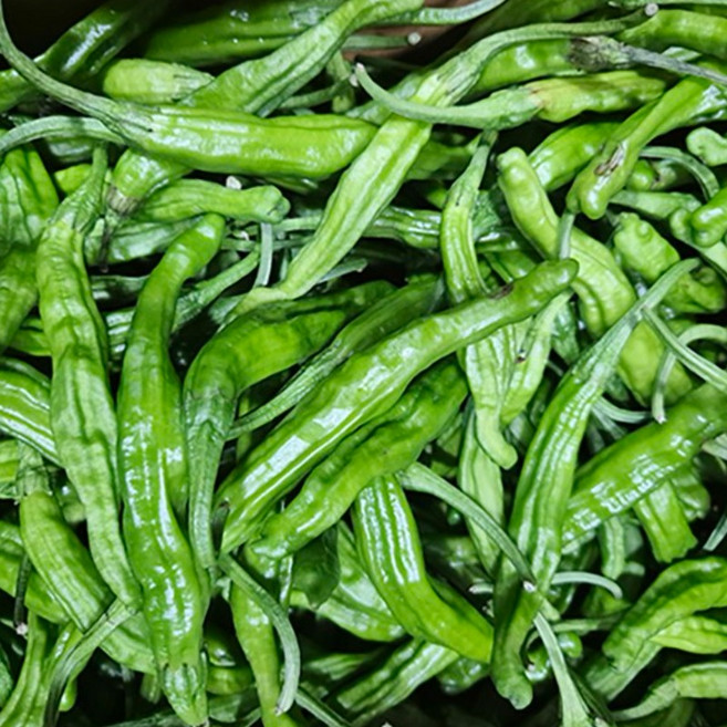 국내산 못난이 꽈리고추 장조림용 짱아찌용 가정용 식당용 대용량, 1개, 300g