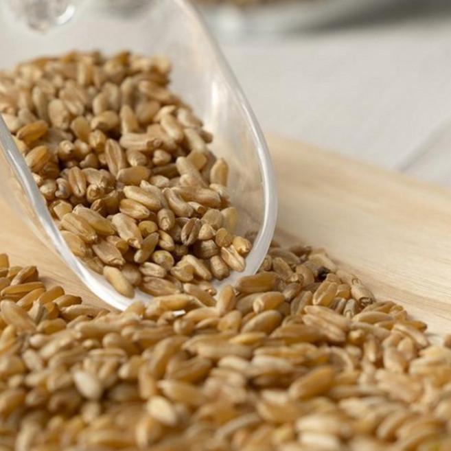 [한국 유기농 인증 최초 획득] 호주 청정 키알라 유기농 100% 호라산 밀 1Kg팩, 1개, 1kg