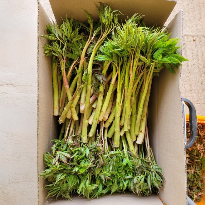 [더조은푸드] 강원도 정선 해발 1000m에서 자란 눈개승마 산나물, 1박스, 2kg