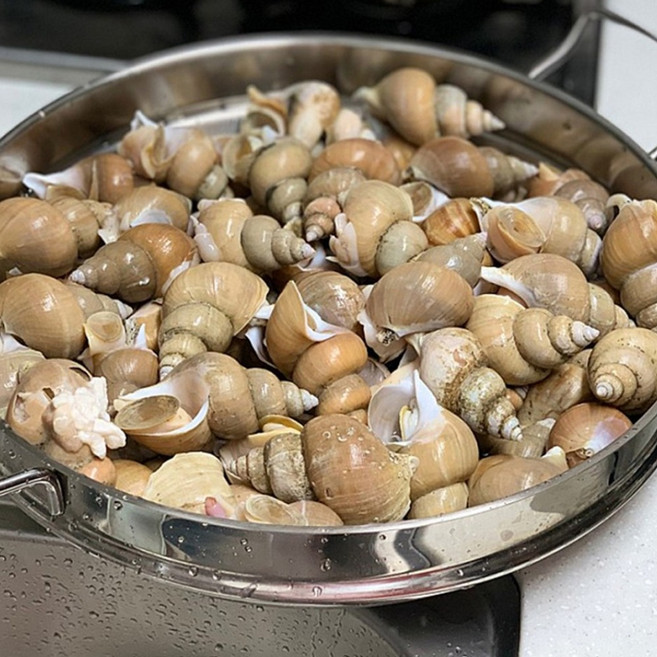 동해안 백골뱅이 포항 당일조업 생물 제철 백고동 골뱅이 1kg, 1개, 백고동 특대