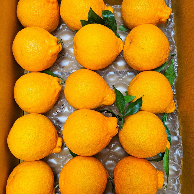 제주 하우스 한라봉 선물세트 고당도 산지직송 생과, 1개, 10kg