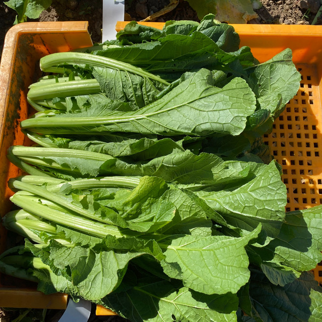 [신진농산] 직접 수확한 여수 돌산갓 생갓, 1박스, 10kg