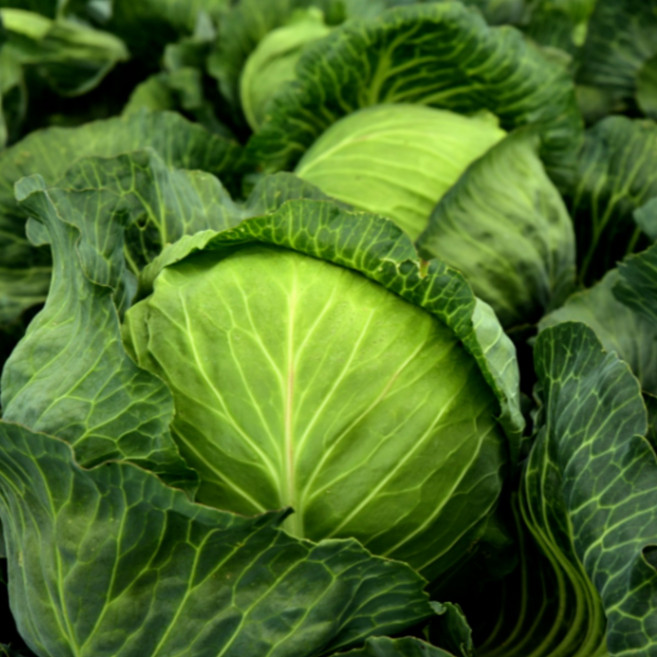 <당일출고> 제주 강원 양배추 아삭하고 싱싱한 국내산 양배추, 1.5kg, 1개