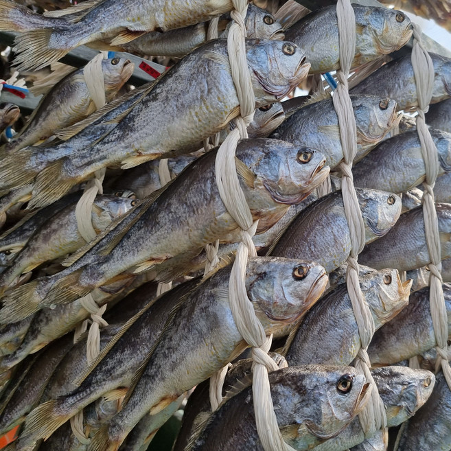 영광법성포 자연해풍건조 프리미엄 보리굴비 27-34cm, 3개, 법성포 자연해풍건조 보리굴비 32-34cm 내외