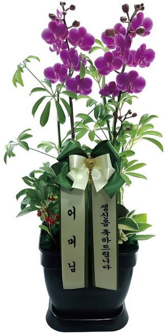 치타플라워 만천홍 서양란 승진 축하 생일 개업 이사 화분 [CT04A-01] 미니 호접란 전국 배송 꽃배달, 1개