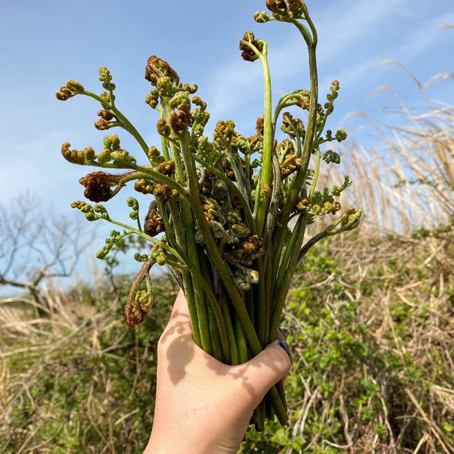 천하일품 제주 첫물 건고사리 100g, 1개