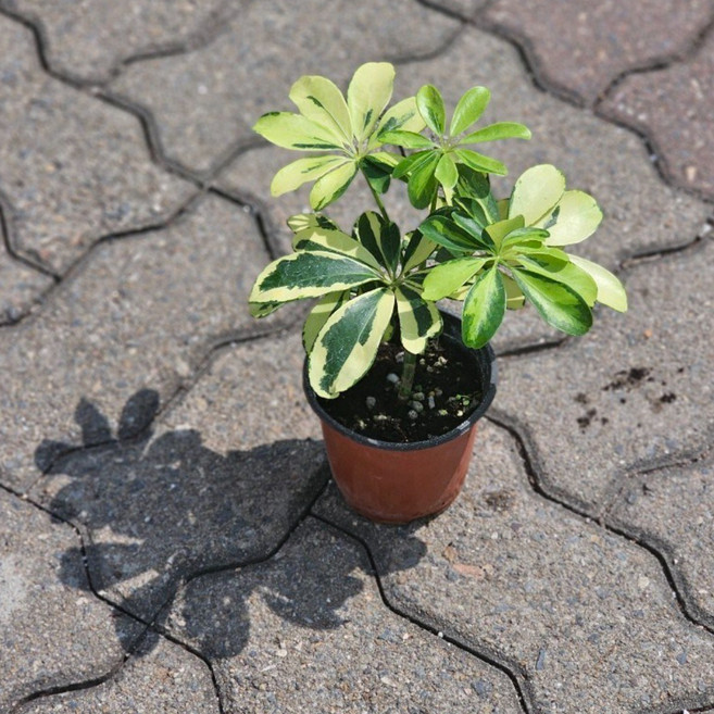 칼라홍콩야자 공기정화식물 미세먼지, 1개