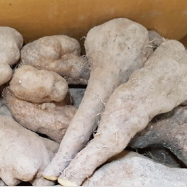 25년 햇 안동참마 실속5키로 (크기크고 깎기편한상품), 1개, 참마알뜰10kg