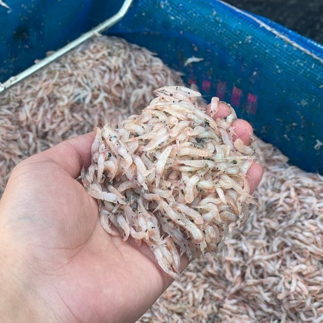 서해 급냉 생새우 500g 김장용 데뜨기 도떼기 생새우, 1개