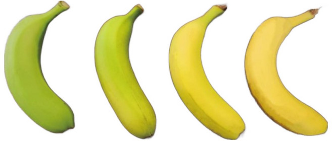 친환경 마음밭 국내산 초록 후숙바나나 1.5kg 2.5kg 10kg 무농약, 1박스, 초록+후숙반반 바나나