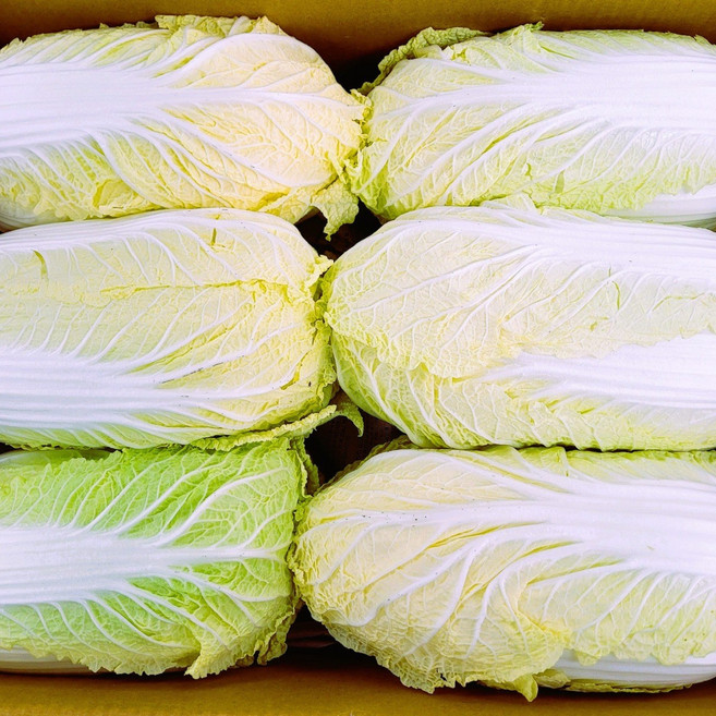 싱싱한 알배기 12통 박스 약 6kg 이상, 1박스