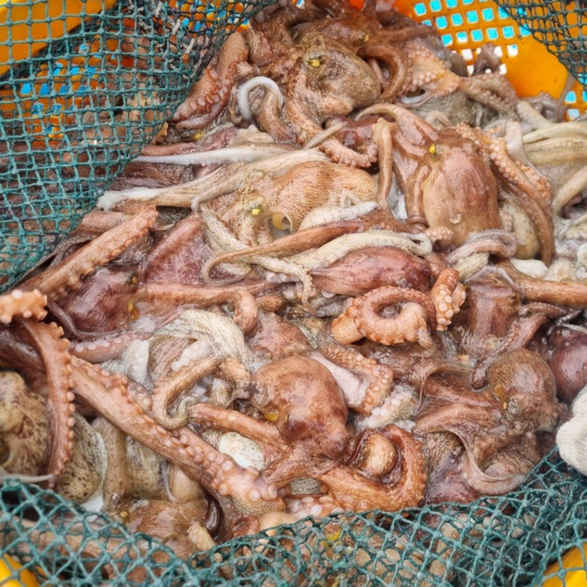 국내산 산지직송 쫄깃 랜덤 돌문어 1kg, 1개