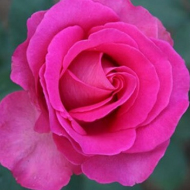 [충북농원] 넝쿨장미&사계넝쿨장미&땅장미 포트묘 50여종 - 수입장미고급장미희귀종 고급장미 포함, 고급사계땅장미08/에스메랄다, 1개