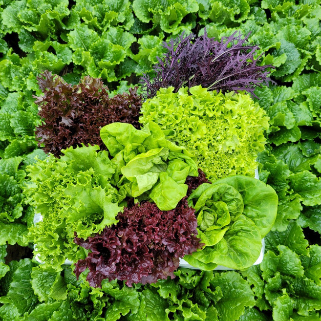 [물맑은 양평] GAP인증 지평 농부 유러피안 샐러드채소1kg, 1개