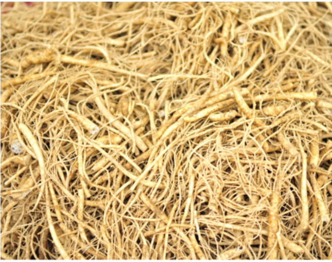 인삼뿌리 잔뿌리 500g 미삼잔뿌리 미삼굵은뿌리, 1개