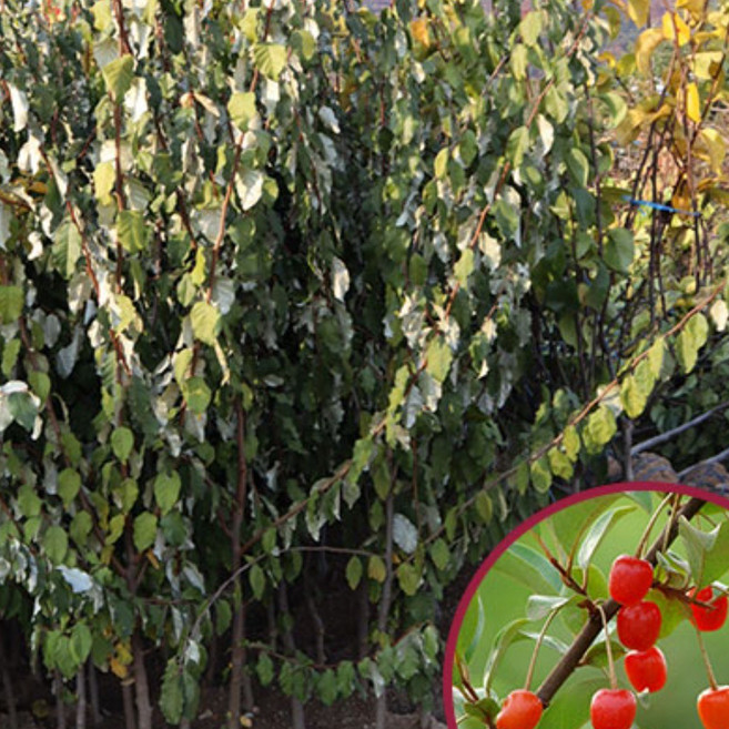 왕보리수나무 묘목 결실주 3년생 4년생 유실수 과실수 열매나무키우기 모종 화단가꾸기 원예 가든, 1개