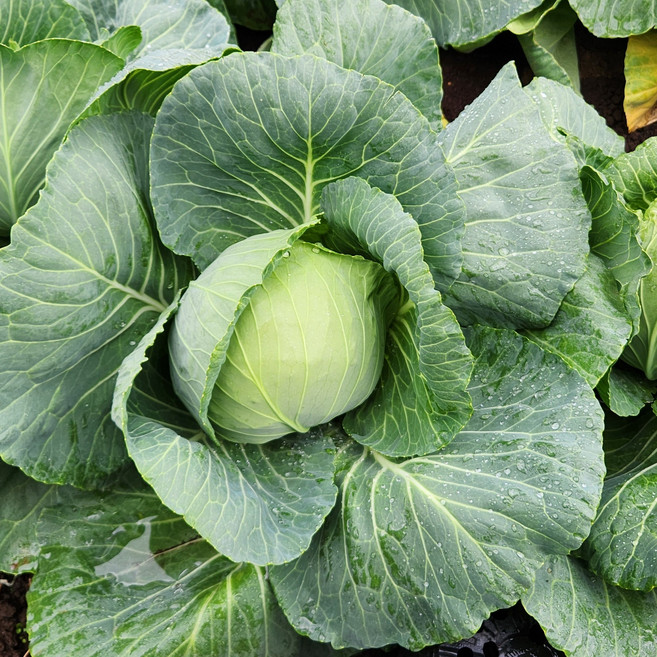 국내산 양배추 1.3~1.5KG 내외 신선한 제철 채소 산지직송 샐러드 쌈 채소, 2개, 1.5kg