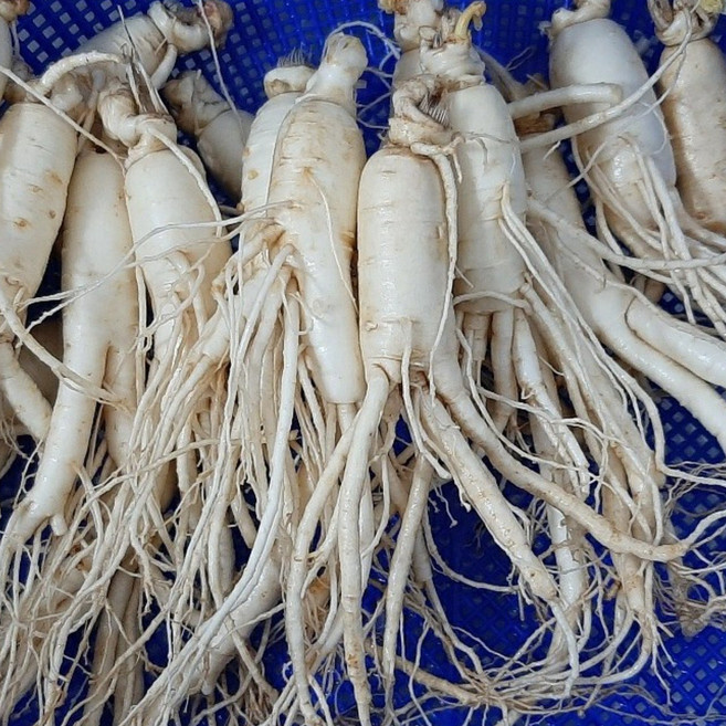 세척삼 5년근 수삼 인삼 가정용인삼 실속형, 세척인삼 300g 난발파삼, 1개