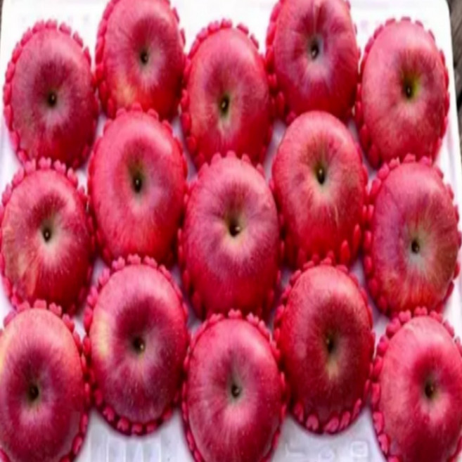 ( 고당도 사과 ) 경북 특품 사과 정품 부사 사과 (정품), 1개, 5kg 중과 (정품)