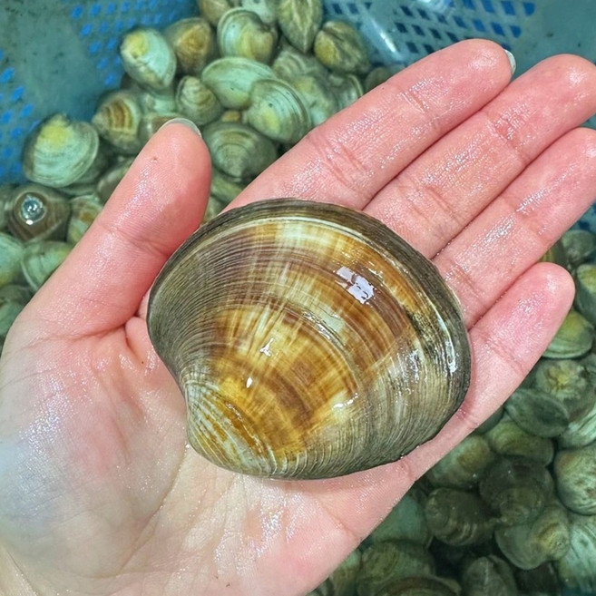 영롱한수산 제철 생물 대왕 백상합 백합 1kg, 1개, 백상합 1kg