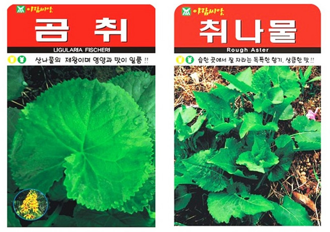 민속채소 씨앗 2봉 (취나물+곰취) 종자 씨, 1개