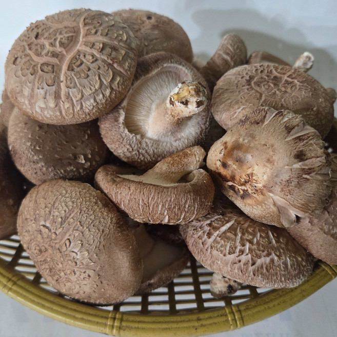 [예산농장-생 표고버섯] 파지 산지직송 1kg/2kg/4kg/6kg/8kg/10kg 농장직송, 8kg, 1개