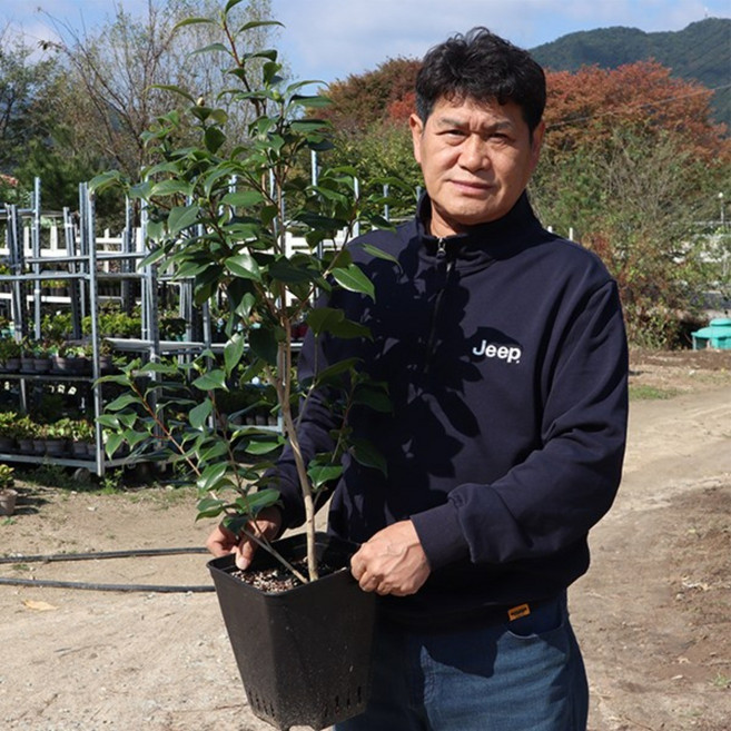 동백나무 묘목 개화주 7년생 6년생 대품 (화분묘)블랙로즈, 7년생 화분묘, 1개