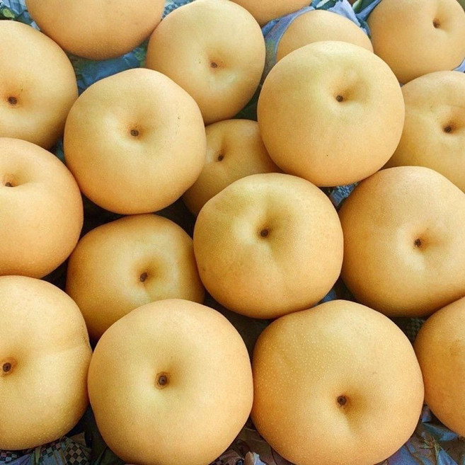 [꿀뚝뚝1위오픈특가]나주담원 과일꾼 신고 원황 배, 1박스, 5kg