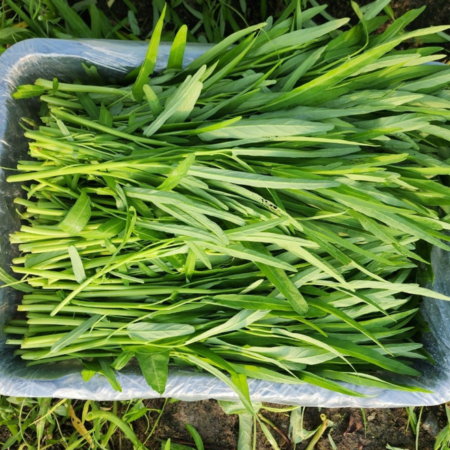 동남아야채나라 공심채 모닝글로리 1KG 나물 500G, 공심채 500G(아이스박스 포장)