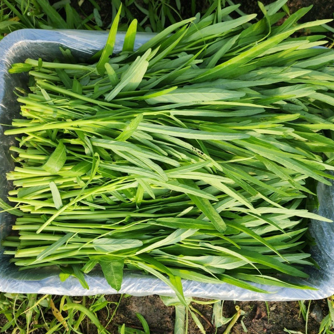 동남아야채나라 공심채 모닝글로리 1KG 나물 500G, 공심채 500G(종이박스 포장)상세페이지필독
