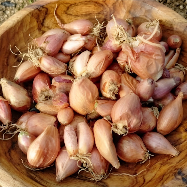 국산 경북 예천 쪽파 종구 씨 종자, 1개, 2kg