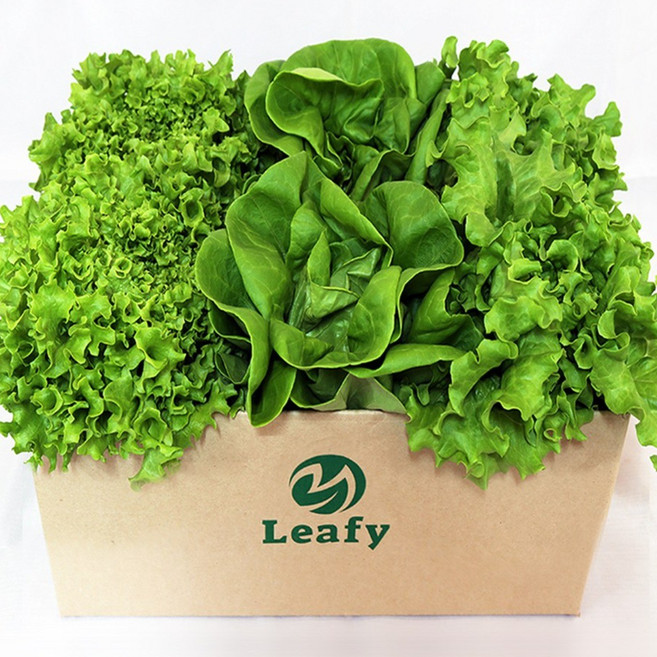 당일수확 산지직송 유럽 상추 3종~8종 무농약 프리미엄 샐러드용 채소 / 리피, 1개, 1kg