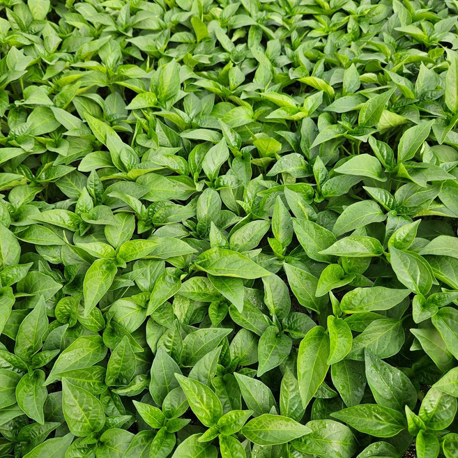 [순한칼탄 고추 모종] 정프러그 순한칼탄 고추 모종 복합내병계 순한맛 72구, 72개