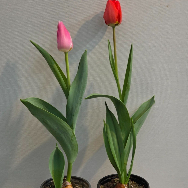 [빠른배송] 튤립 꽃말 구근 네덜란드튤립 쉬운 재배 튤립, 5개