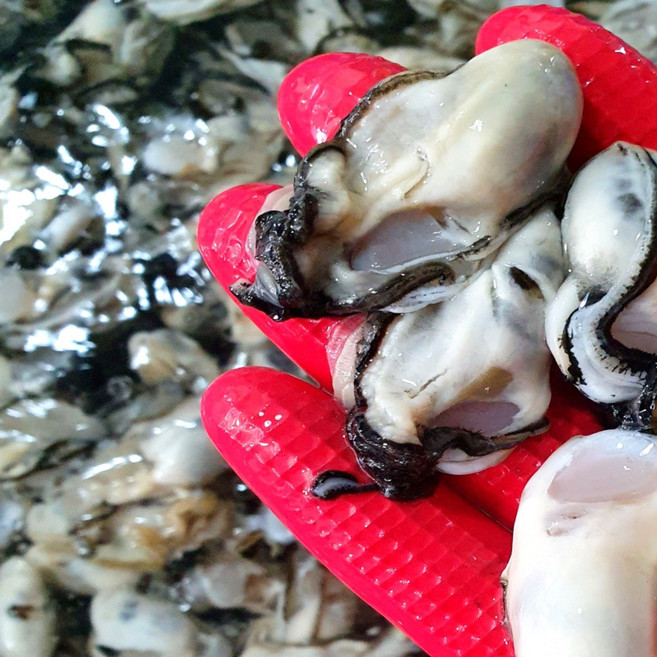 둥이네수산 최상급 통영 생굴 김장굴 대굴, 1개, 대굴 3kg
