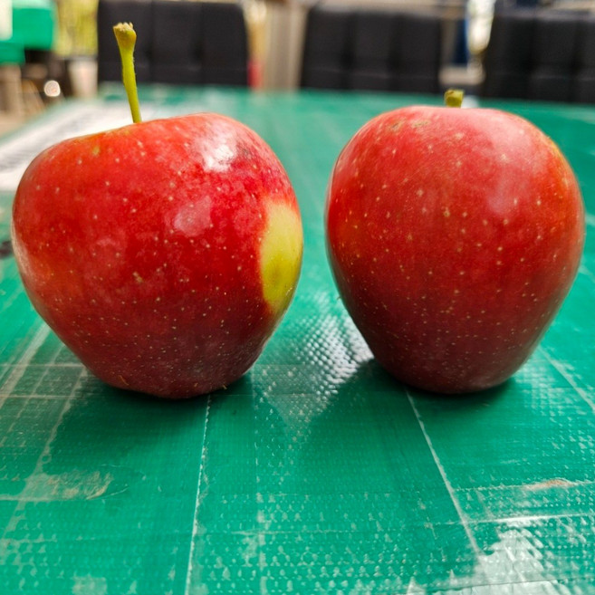 일심묘목농원 사과나무 루비에스 3년생 결실주 분묘, R2점이상 분묘